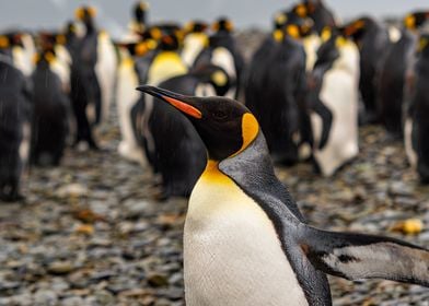 King Penguin