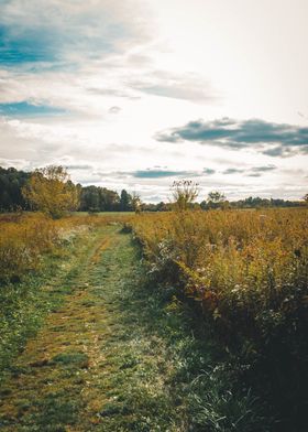 Path through the meadow