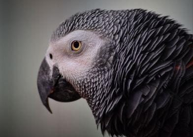 Portrait of a Grey Parrot