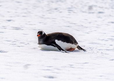 Gentoo Penguin