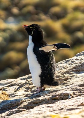 Rockhopper Penguin