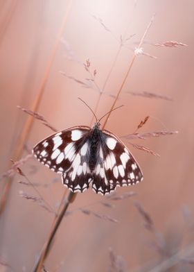 Butterfly, wild meadow