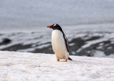 Gentoo Penguin