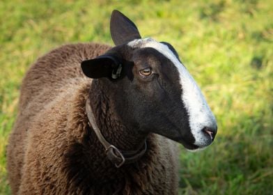 Close up portrait sheep