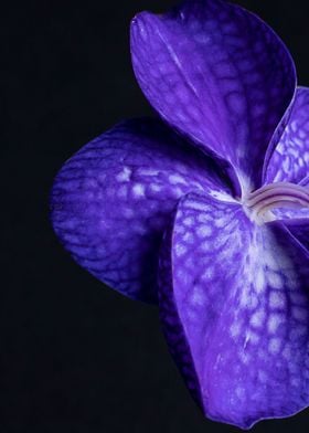 purple orchid  