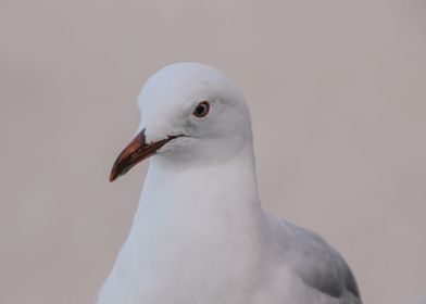 seagull on monochrome