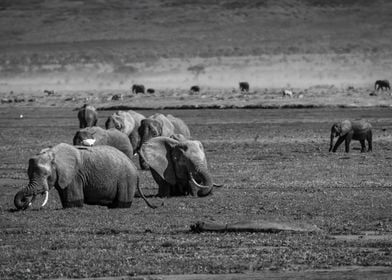 Elephants + Hippo In Swamp