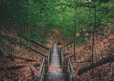 Wooded Dune in Michigan