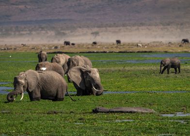 Elephants + Hippo In Swamp