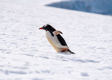 Gentoo Penguin