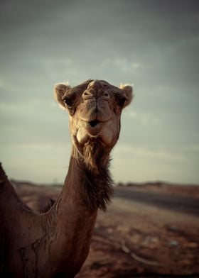 Desert Camel Portrait
