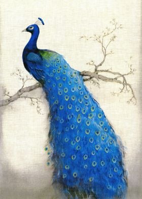 Japan Japanese peacock