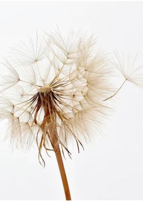 dandelion home decor art