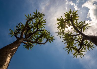 Madagascar palm and sun