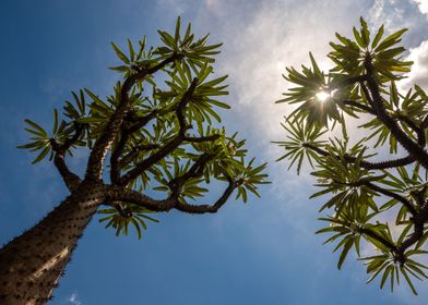 Madagascar palm and sun