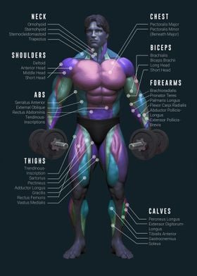 Muscle Chart Anatomy Gym
