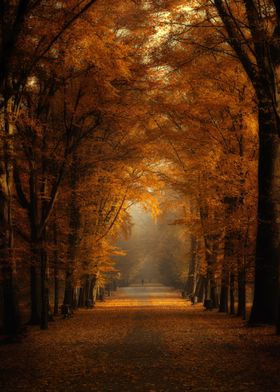 Autumn morning on alley