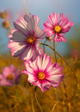 Autumn flowers