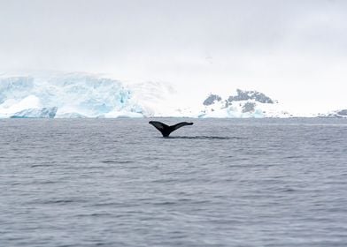 Whale Tail