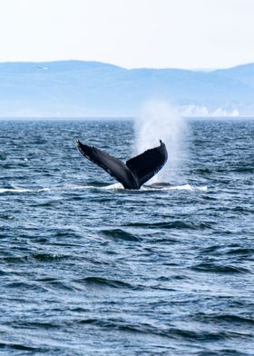 Whale Tail