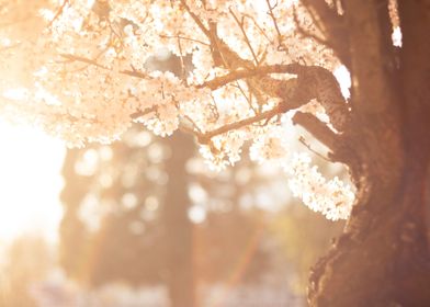 Sakura tree Flower Sunset