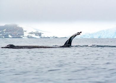 Whale Tail