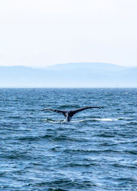 Whale Tail