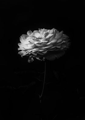 Rose Black And White