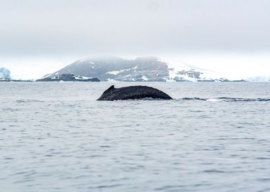 Whale Back