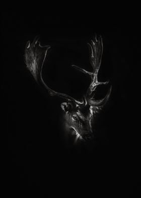 Deer Head Black And White