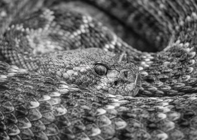 Coiled Rattlesnake