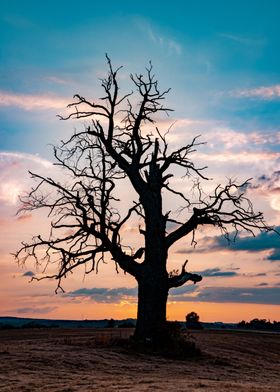 Majestic tree at sunset