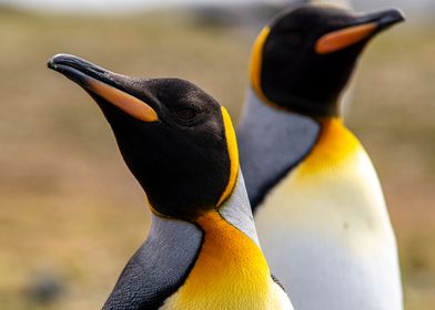 King Penguins