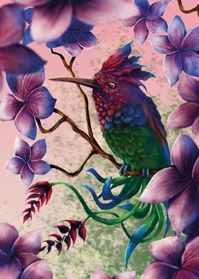 Orchid Hummingbird