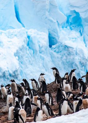 Gentoo Penguins