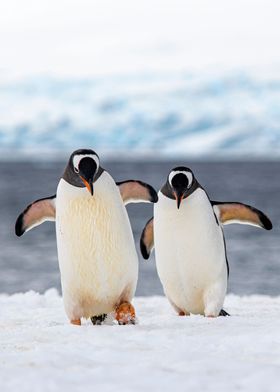 Gentoo Penguins