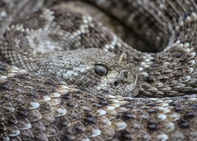 Coiled Rattlesnake