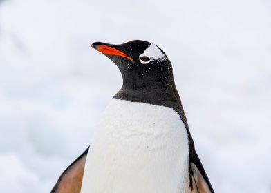 Gentoo Penguin