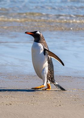 Gentoo Penguin