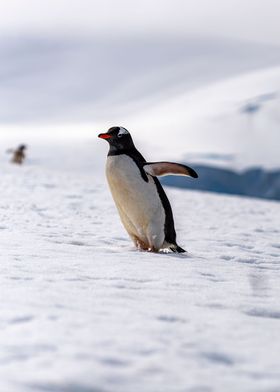 Gentoo Penguin