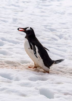 Gentoo Penguin