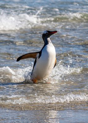 Gentoo Penguin