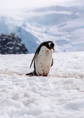 Gentoo Penguin