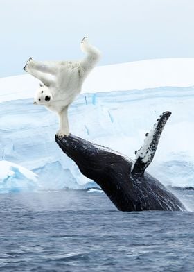 Polar bear breakdance