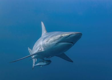 Oceanic Blacktip Shark