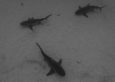 Three Mexican Bull Sharks