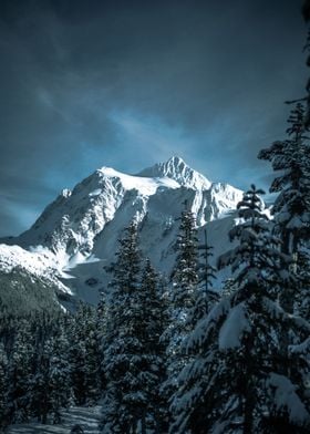 pine trees winter mountain