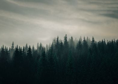 pine trees FOG landscape 