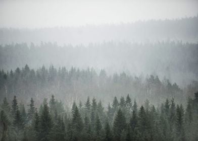 pine trees FOG nature