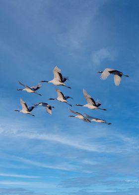 Japanese cranes bird fly